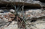 Aloe namorokensis PV2832 Tsingy de Namoroka GPS249 Mad 2015_1375.jpg